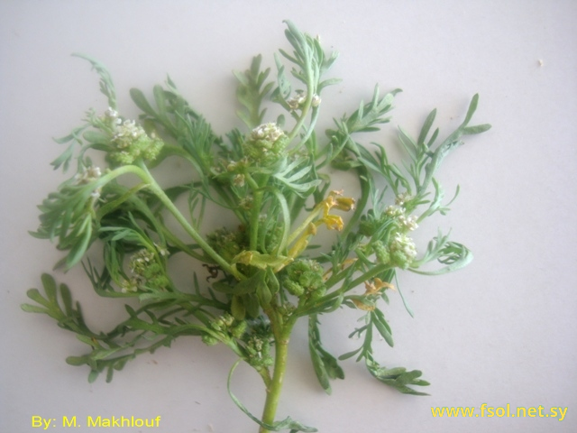 Lepidium coronopus (L.) Al-Shehbaz